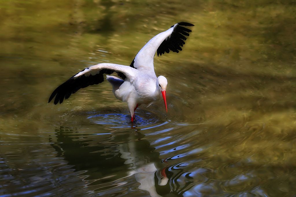 Storch im schönen Abendlicht