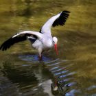 Storch im schönen Abendlicht