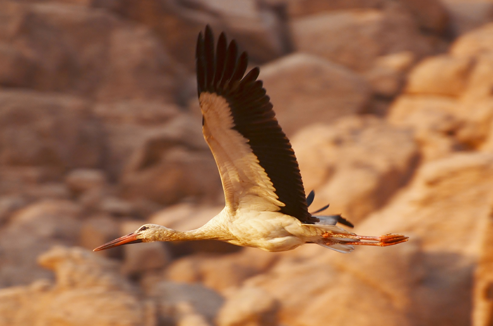 Storch im Sinai Gebirge