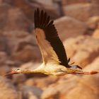 Storch im Sinai Gebirge