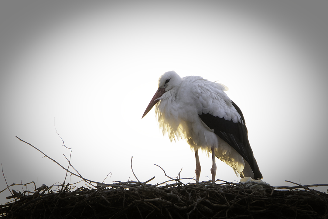 Storch im Sonnenaufgang