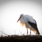 Storch im Sonnenaufgang