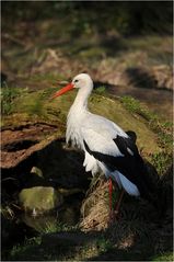 Storch im Sonnenschein