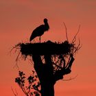 Storch im Sonnenuntergang