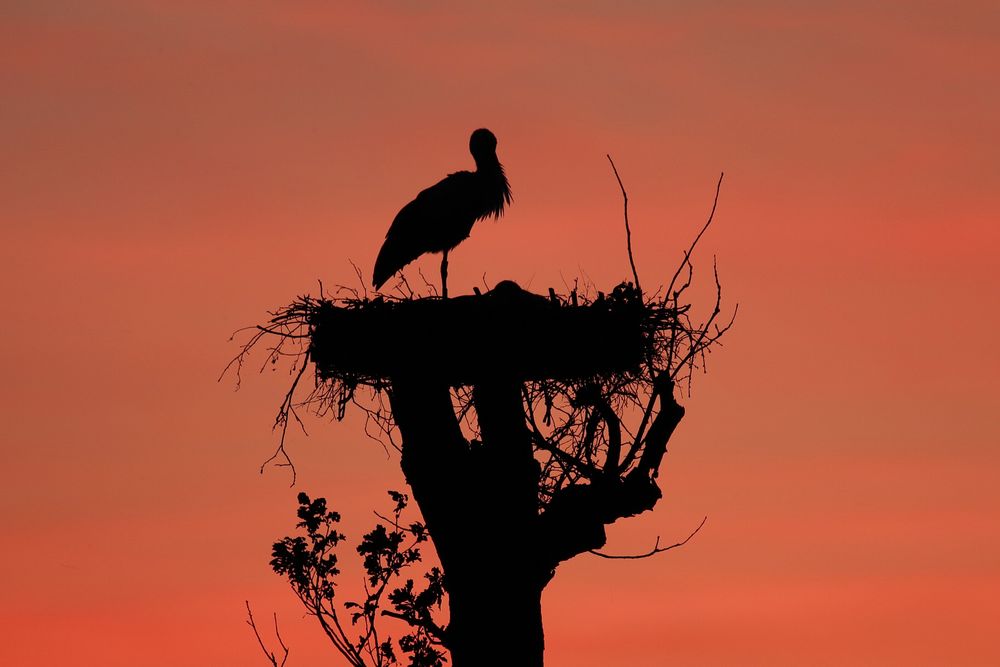 Storch im Sonnenuntergang