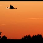 Storch im Sonnenuntergang