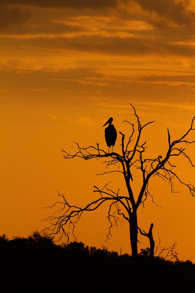 Storch im Sonnenuntergang