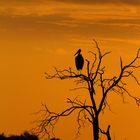 Storch im Sonnenuntergang