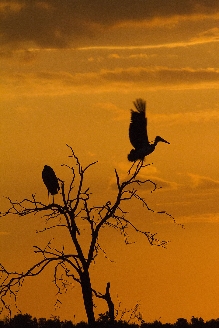 Storch im Sonnenuntergang