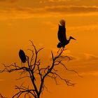 Storch im Sonnenuntergang