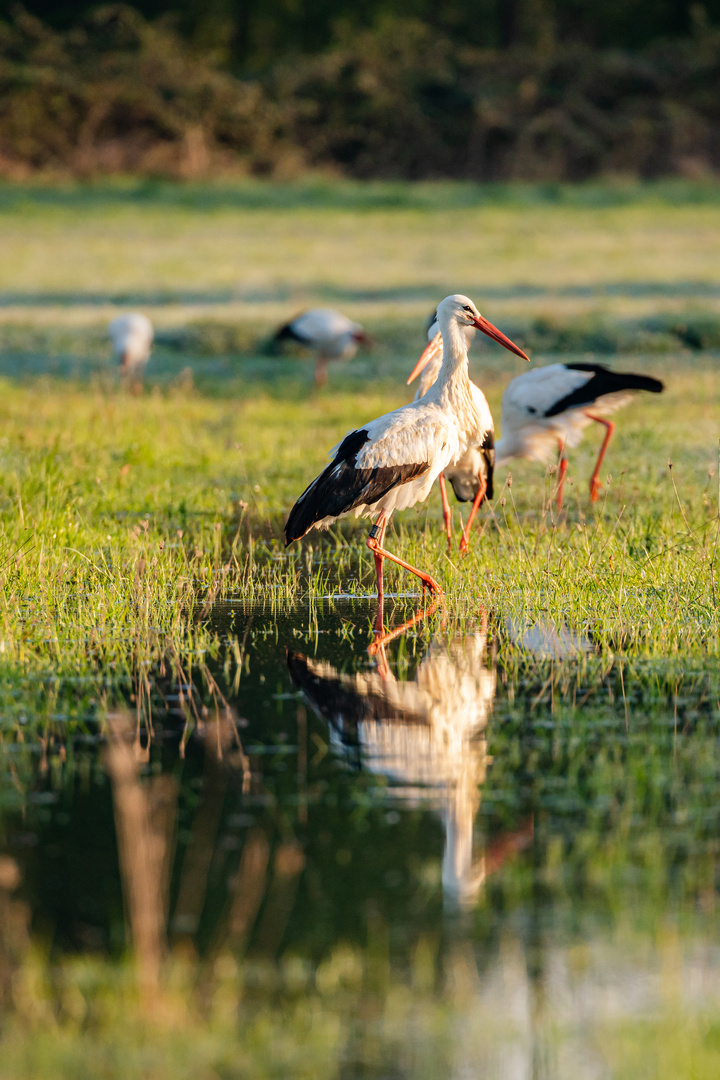 Storch im Spiegel