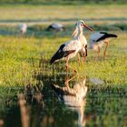 Storch im Spiegel