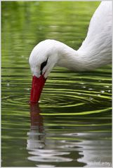 Storch im Spiegel