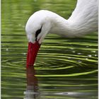 Storch im Spiegel