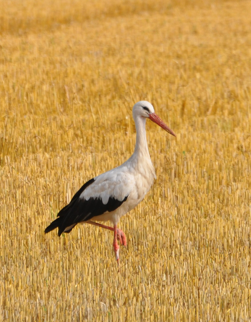 Storch im Stoppelfeld