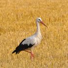 Storch im Stoppelfeld