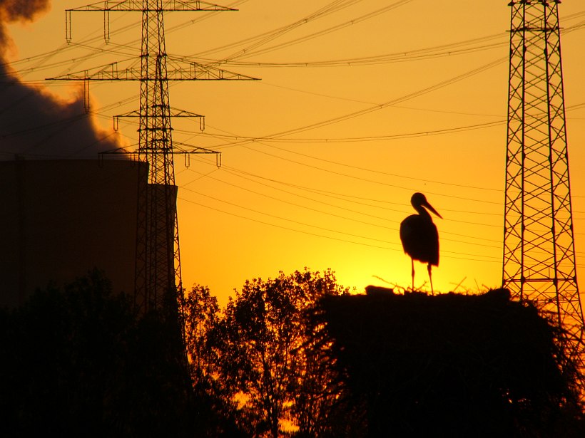 Storch im (Strippen-)Salat