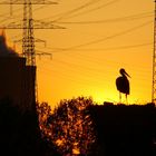 Storch im (Strippen-)Salat