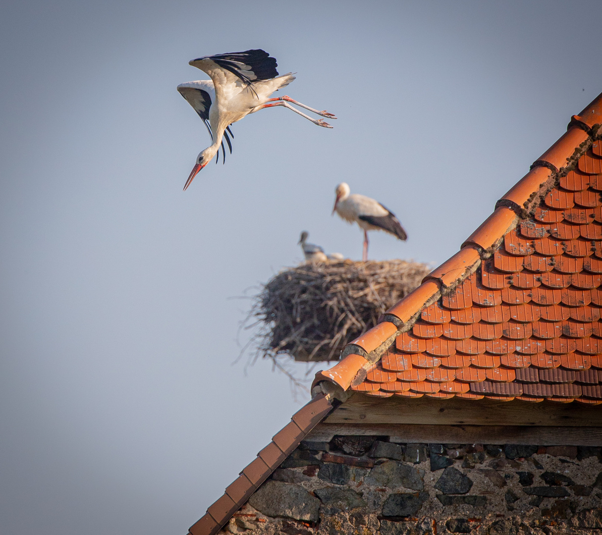 Storch im Sturzflug