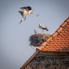 Storch im Sturzflug