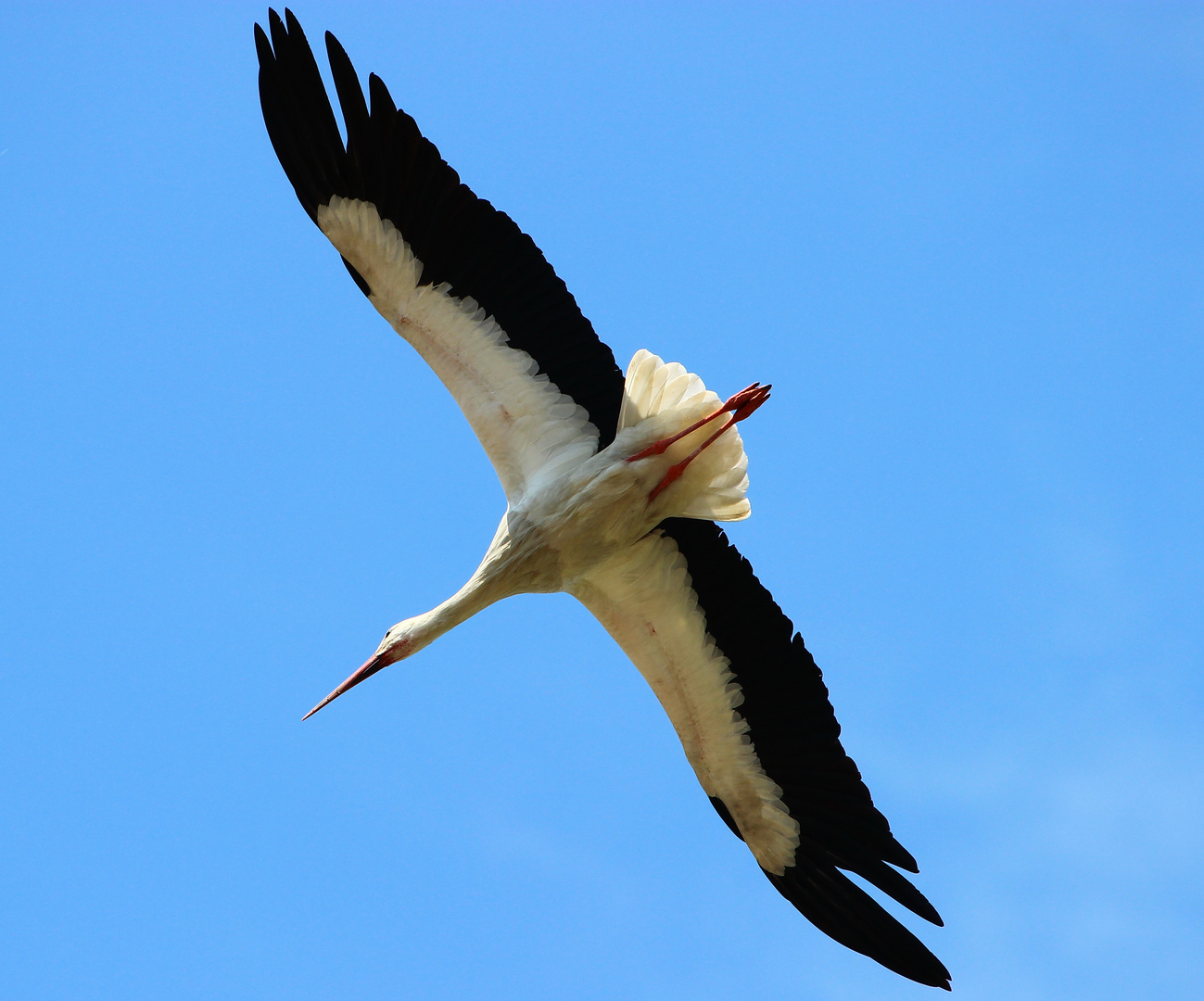 Storch im Sturzflug