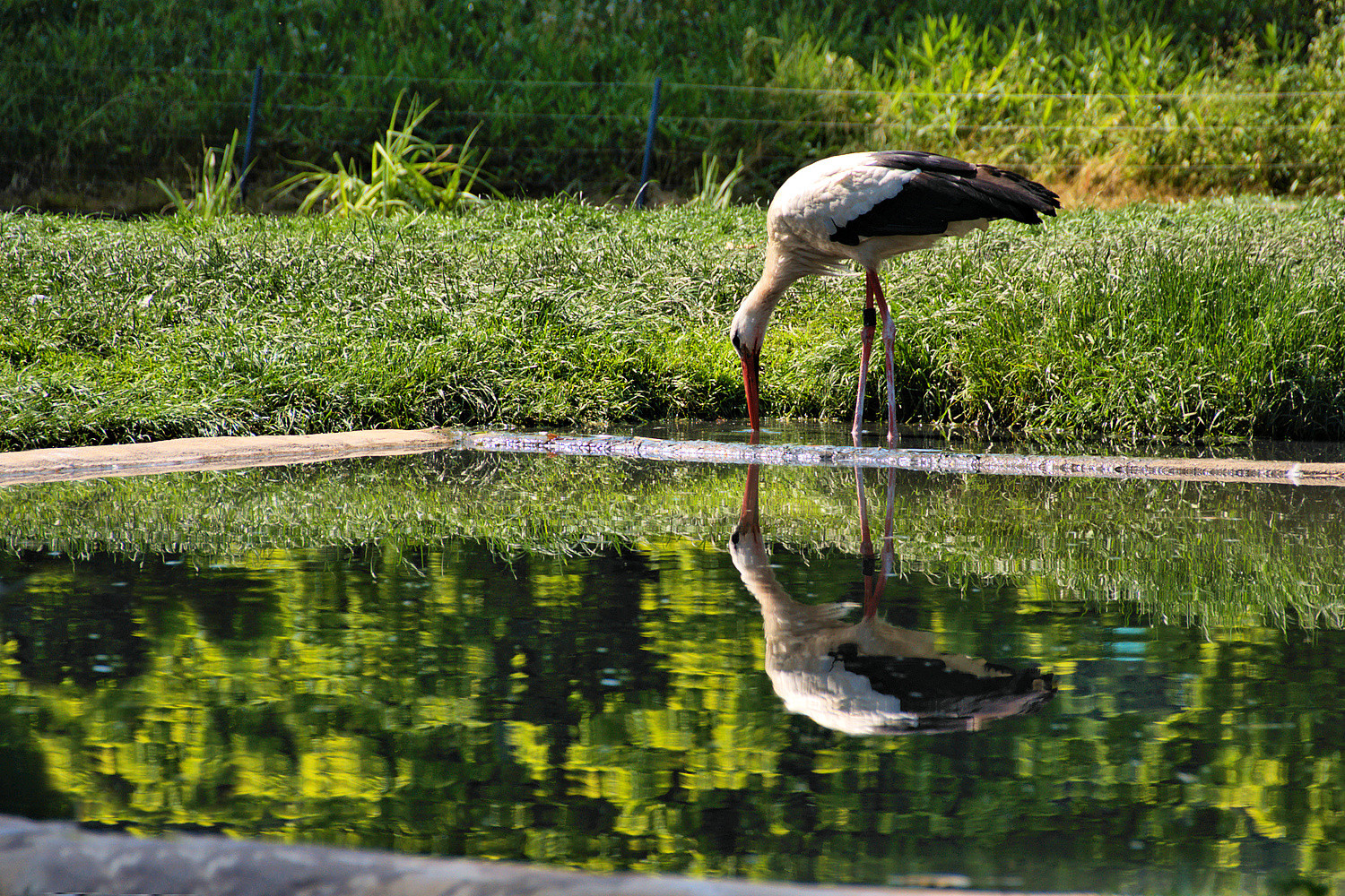 Storch im Stuttgarter Zoo