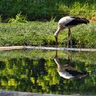 Storch im Stuttgarter Zoo