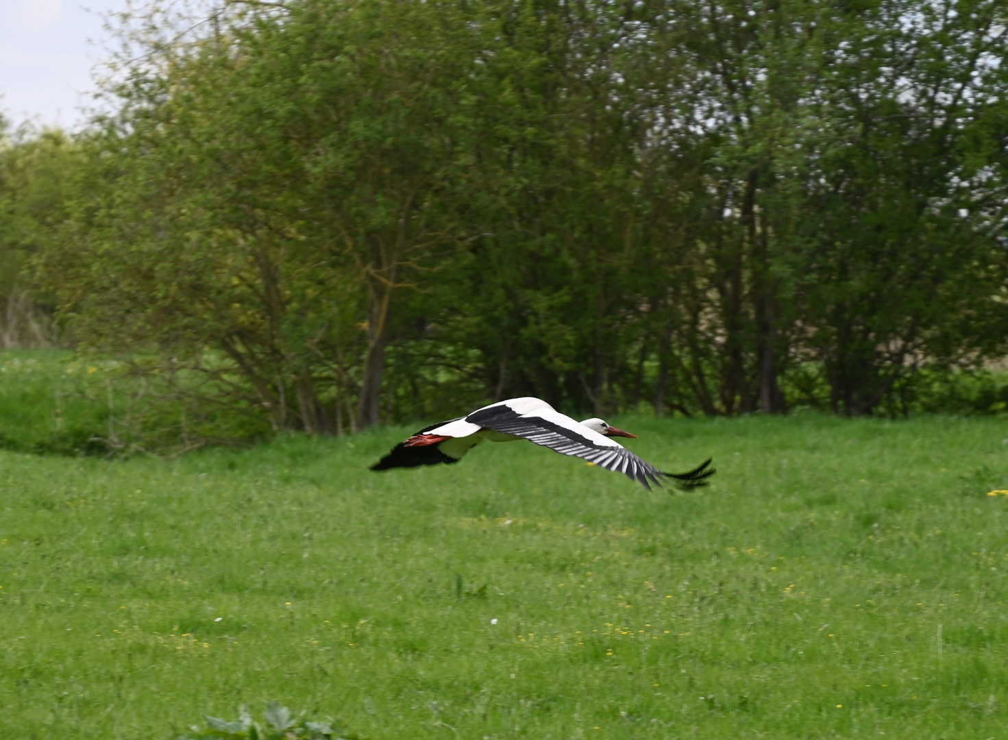 Storch im Tiefflug