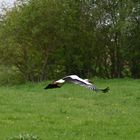 Storch im Tiefflug