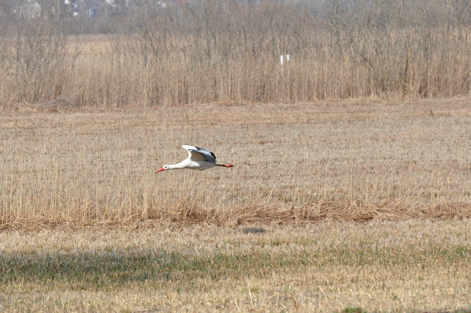 Storch im Tiefflug