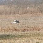 Storch im Tiefflug