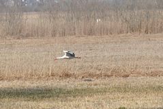 Storch im Tiefflug