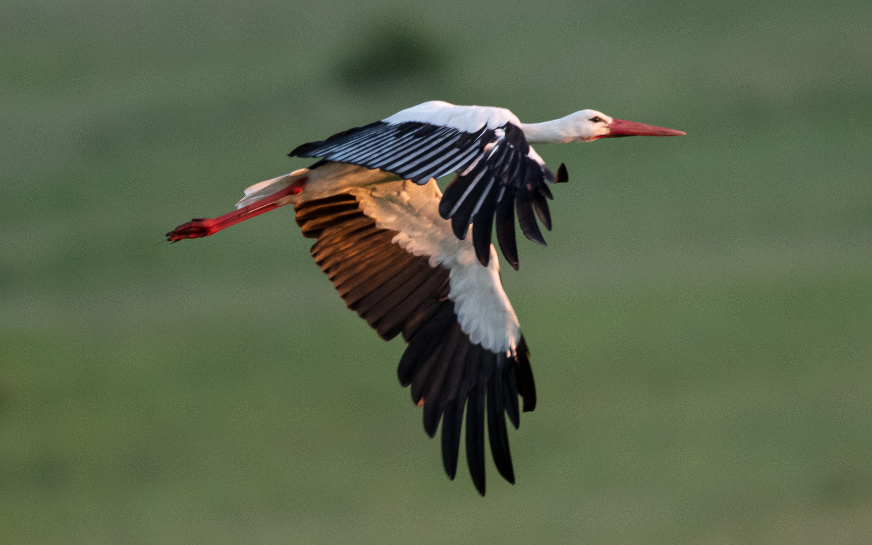 Storch im Tiefflug