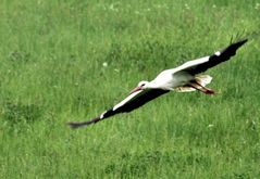 Storch im Tiefflug