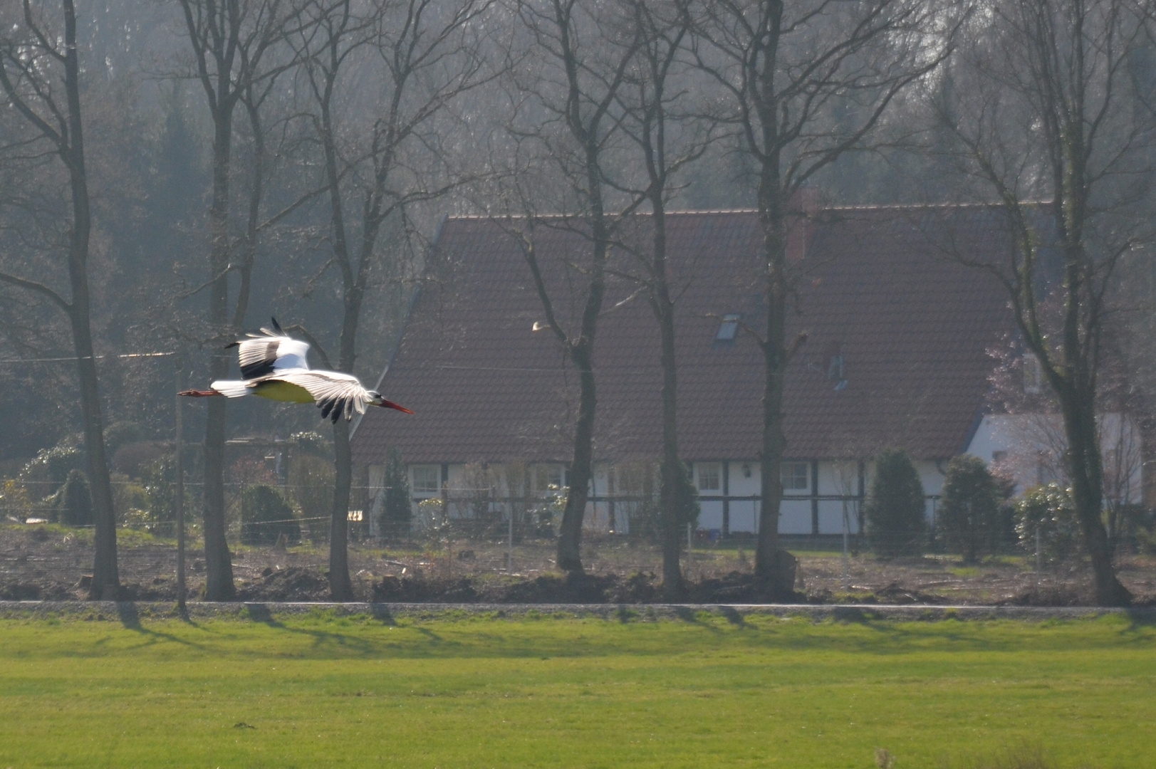 Storch im Tiefflug!