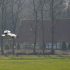 Storch im Tiefflug!