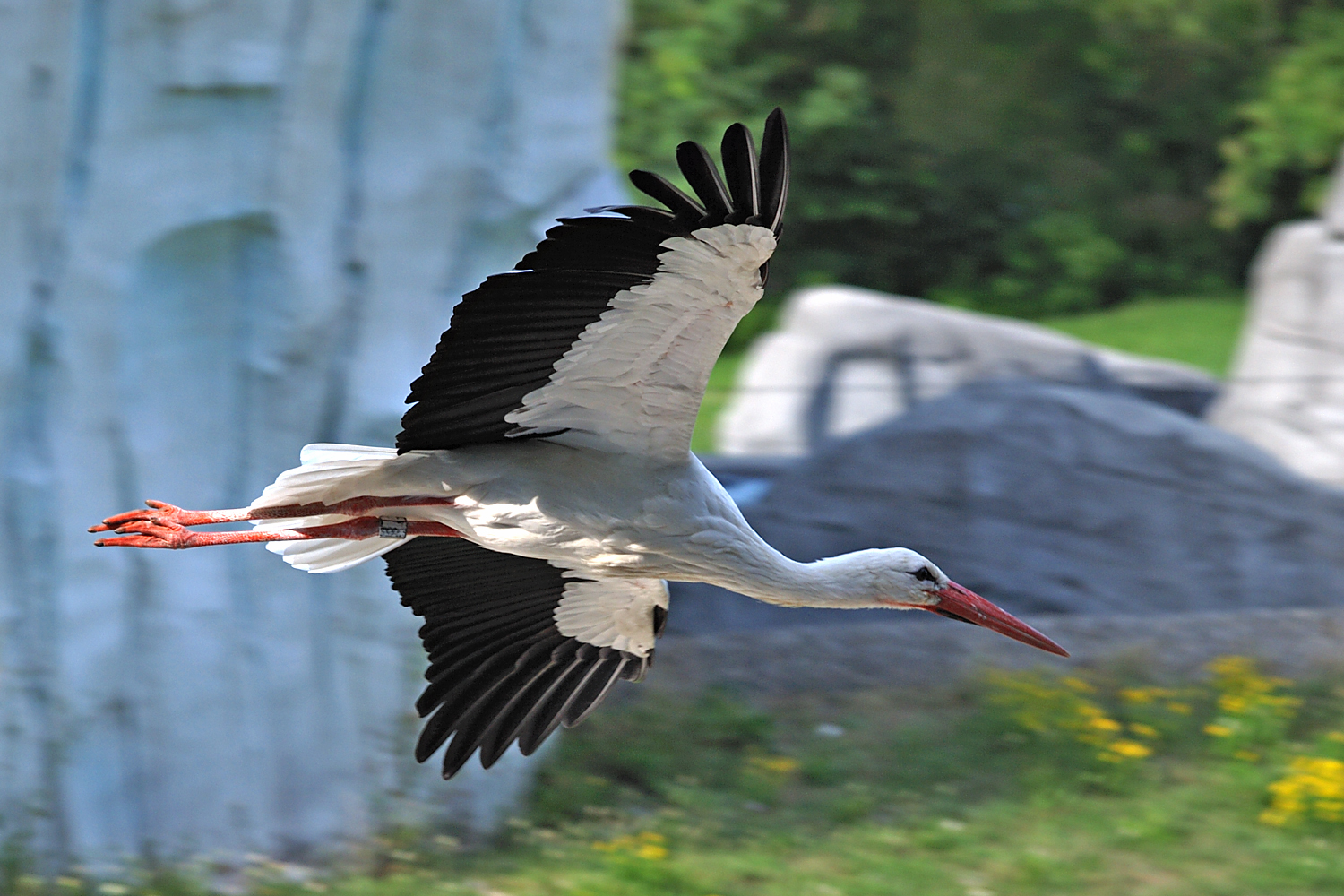 Storch, im Tiefflug über die Eisbäranlage...