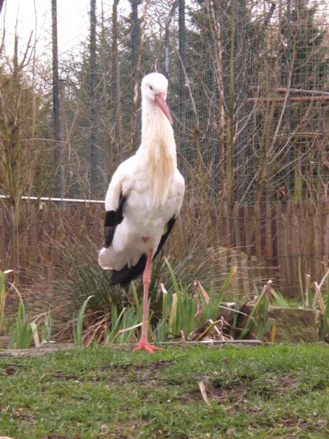 Storch im Tierpark Bochum