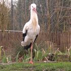 Storch im Tierpark Bochum