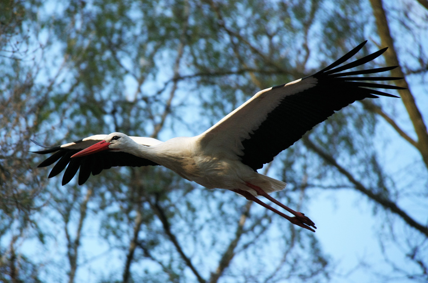 Storch im Tierpark Nordhorn