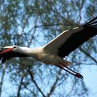 Storch im Tierpark Nordhorn