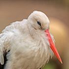 Storch im Tierpark Nordhorn