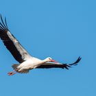 Storch im Überflug