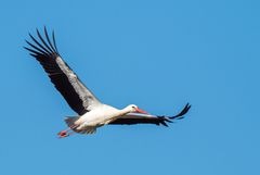 Storch im Überflug