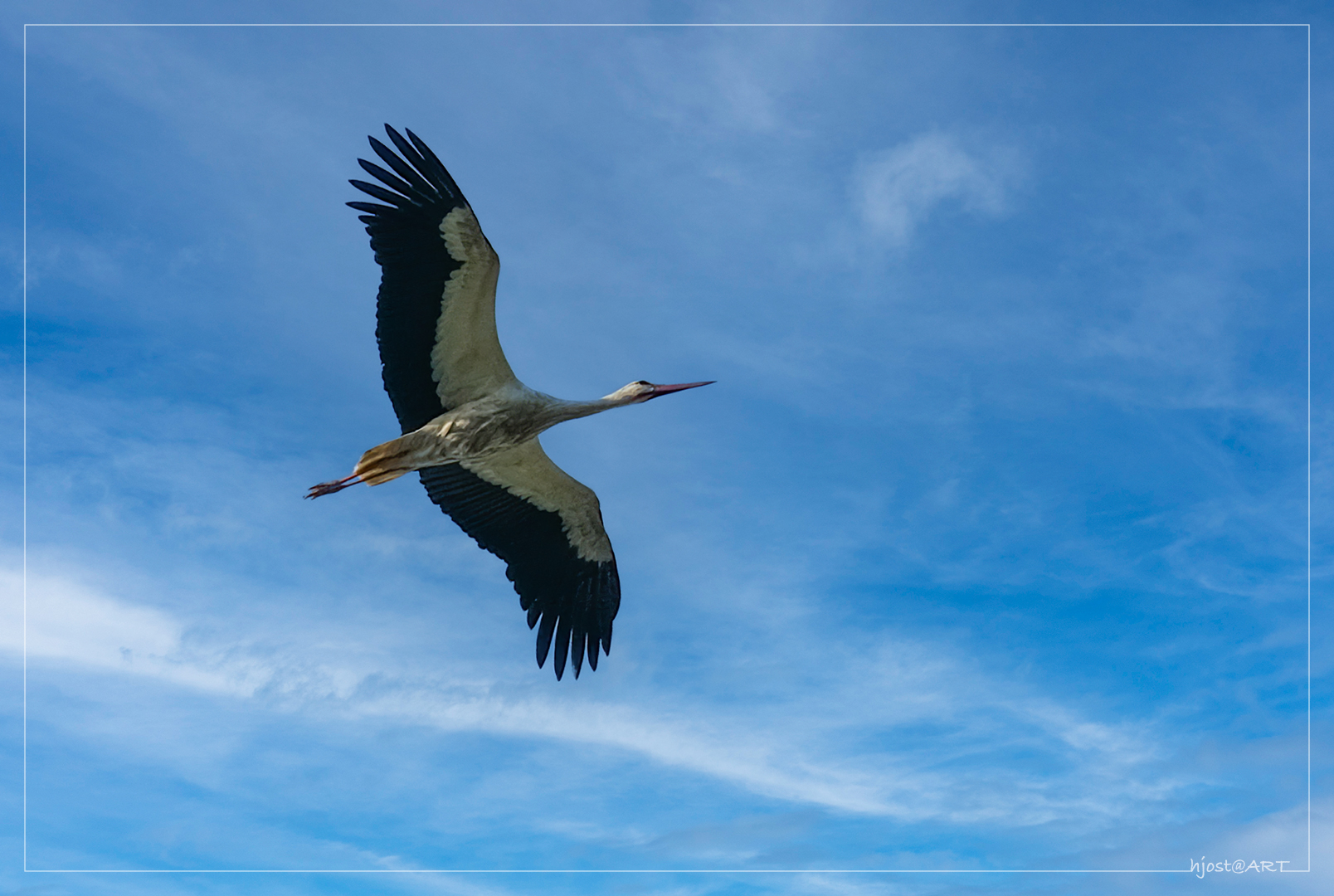 Storch im Überflug ...