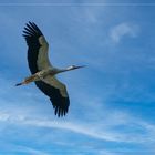 Storch im Überflug ...