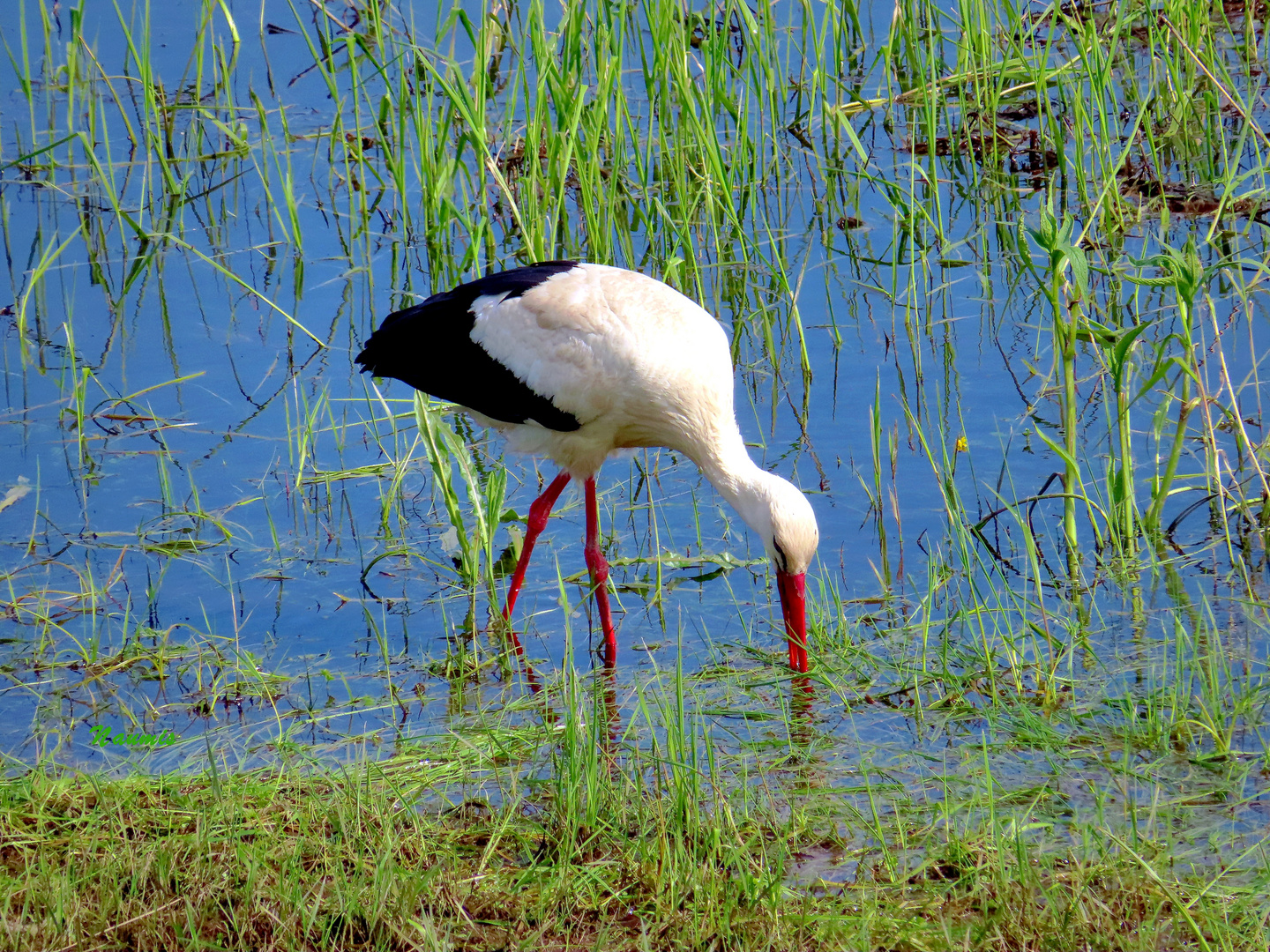 Storch im unteren Odertal