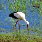 Storch im unteren Odertal