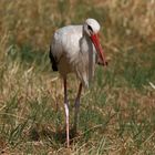 Storch im Untertaunus I