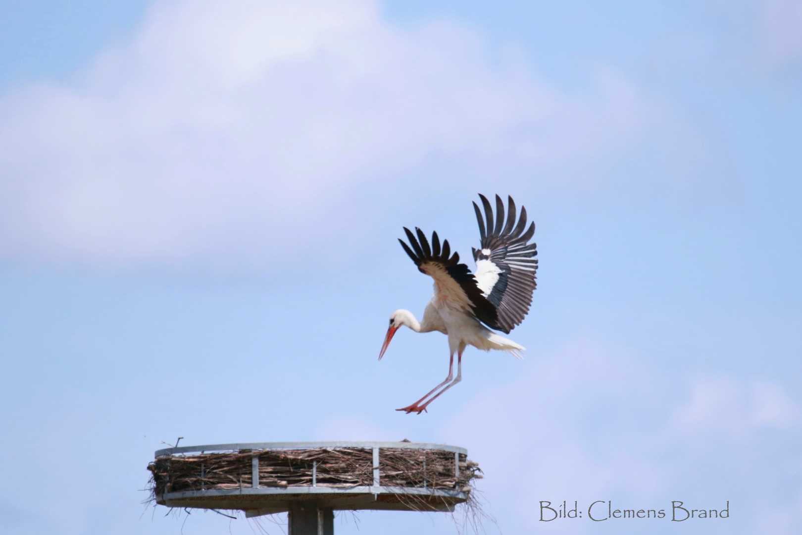 Storch im Untertaunus II